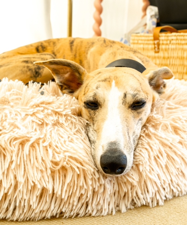 A dog at Park Fair festival in the Cotswolds